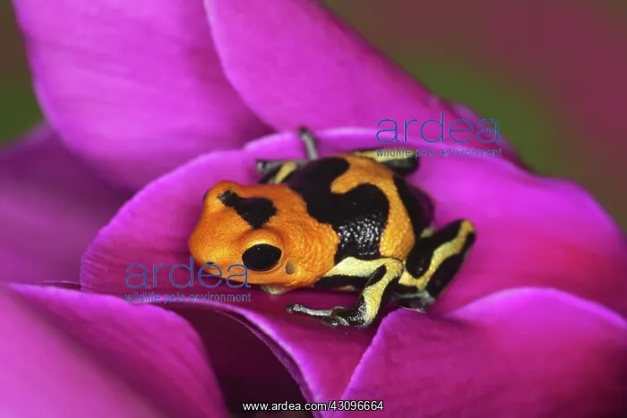 : Intermedius Ranitomeya Imitator Frog : Intermedius Ranitomeya Imitator Frog