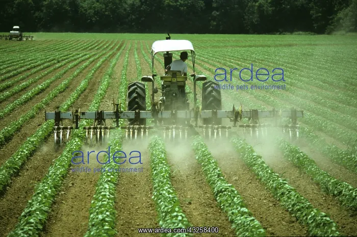 : Interrow cultivation of a Soybean crop : Interrow cultivation of a Soybean crop