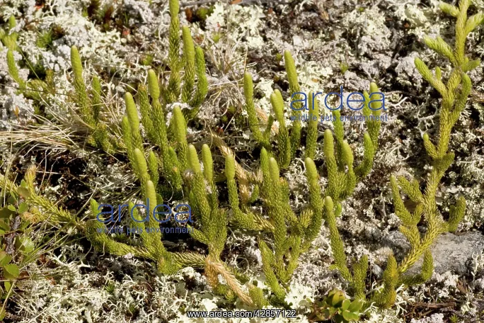 : Interrupted clubmoss : Interrupted clubmoss