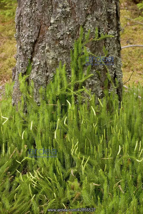 : Interrupted clubmoss, growing in pine forest : Interrupted clubmoss, growing in pine forest