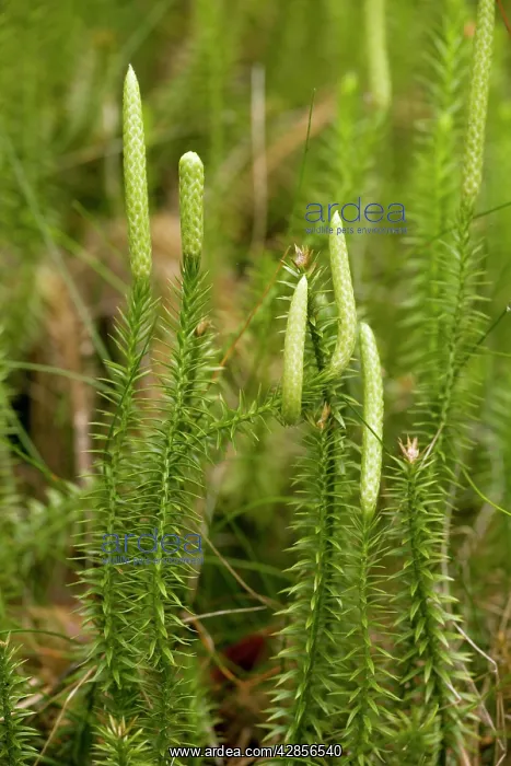 : Interrupted clubmoss growing in pine forest : Interrupted clubmoss growing in pine forest