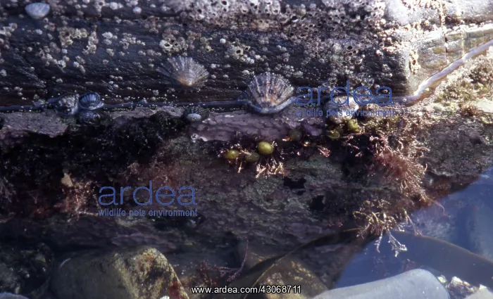 : Intertidal Rock Organisms : Intertidal Rock Organisms