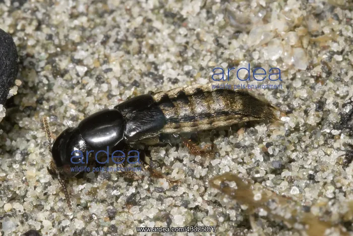: Intertidal rove beetle : Intertidal rove beetle