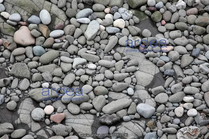 : Intertidal shore : Intertidal shore