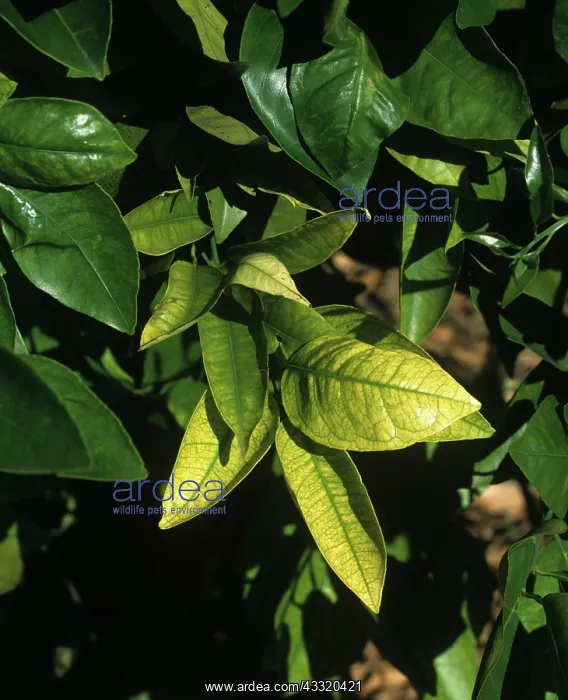 : Interveinal chlorosis : Interveinal chlorosis