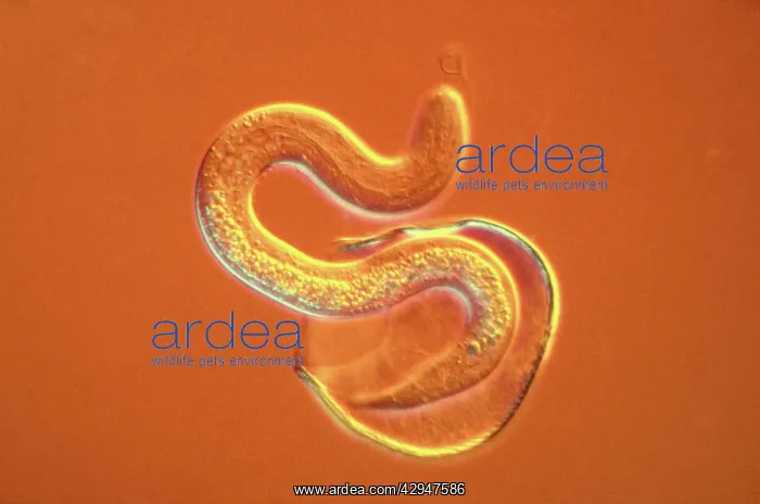 : Intestinal Roundworm - juvenile hatching from egg : Intestinal Roundworm - juvenile hatching from egg
