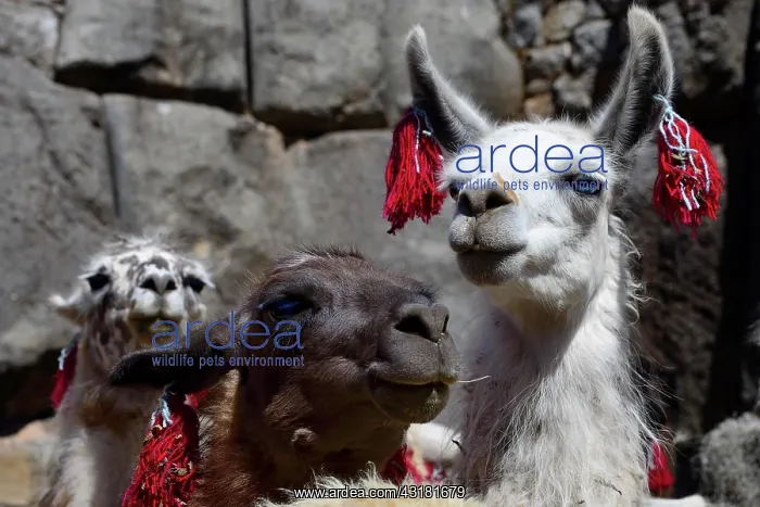  : Inti Raymi, festival of the sun, decorated lamas