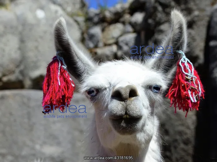 : Inti Raymi, festival of the sun, decorated llama : Inti Raymi, festival of the sun, decorated llama