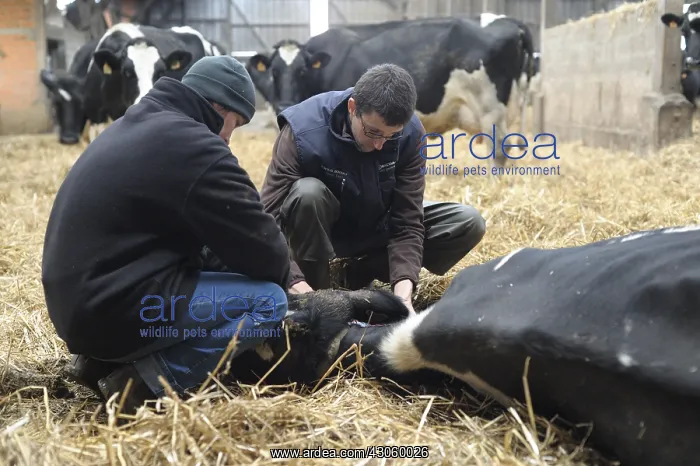 : Intravenous injection on a cow suffering in France : Intravenous injection on a cow suffering in France