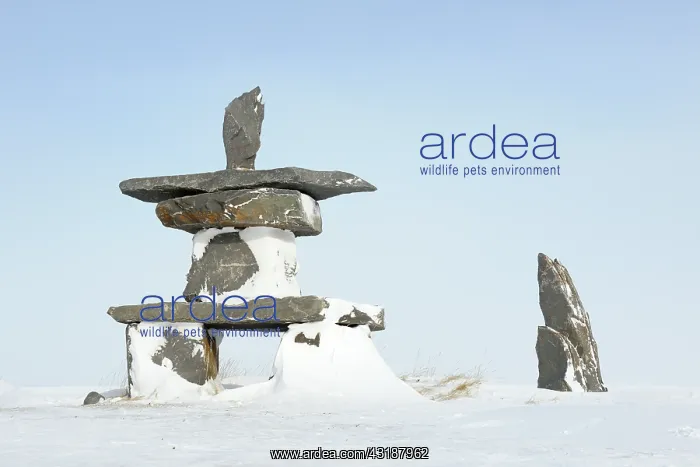 : Inuktchuk covered by snow, Canada : Inuktchuk covered by snow, Canada
