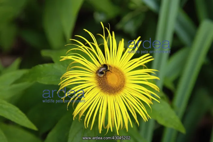 : Inula. Bumble bee on yellow flower of Inula Hookeri. England, West Sussex, Chichester : Inula. Bumble bee on yellow flower of Inula Hookeri. England, West Sussex, Chichester