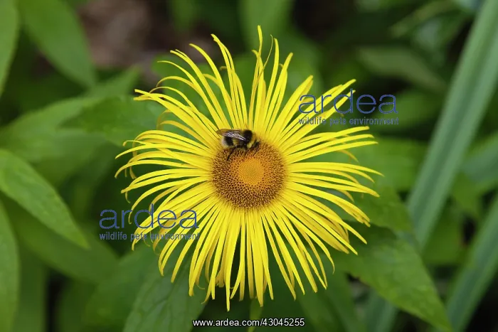 : Inula. Bumble bee on yellow flower of Inula Hookeri. England, West Sussex, Chichester : Inula. Bumble bee on yellow flower of Inula Hookeri. England, West Sussex, Chichester