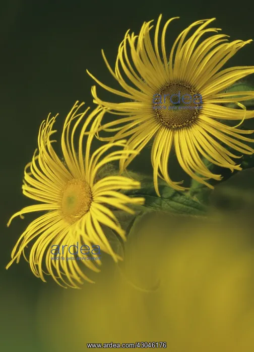: Inula, Inula hookeri : Inula, Inula hookeri