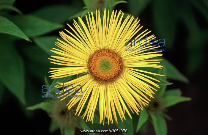 : Inula, Inula hookeri : Inula, Inula hookeri