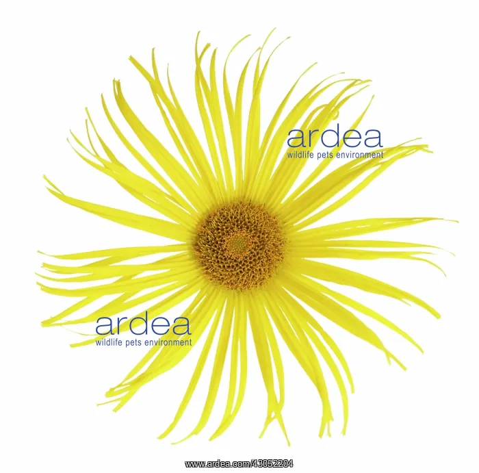 : Inula, Inula hookeri : Inula, Inula hookeri