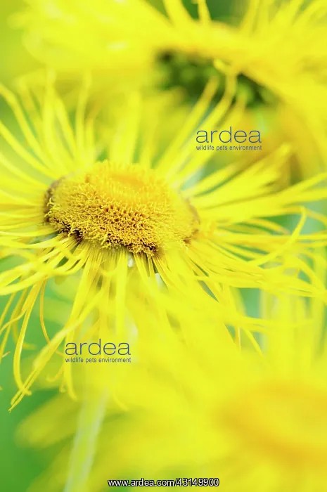 : Inula, Inula hookeri, Detail of bright yellow coloured spike : Inula, Inula hookeri, Detail of bright yellow coloured spike