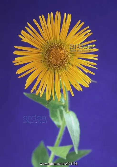 : Inula, Inula orientalis : Inula, Inula orientalis