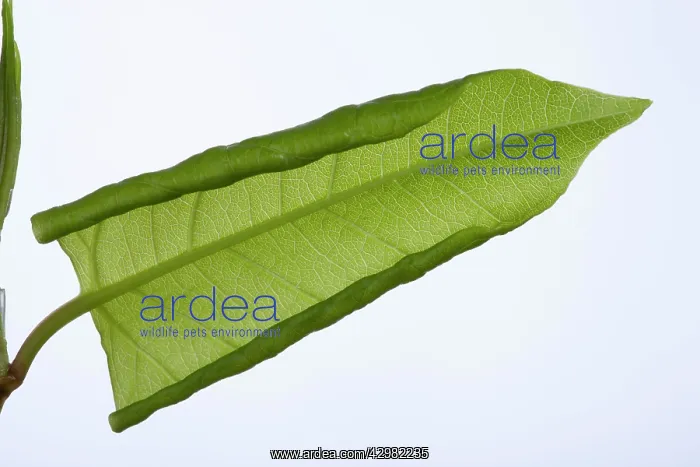 : Invasive plant : Invasive plant