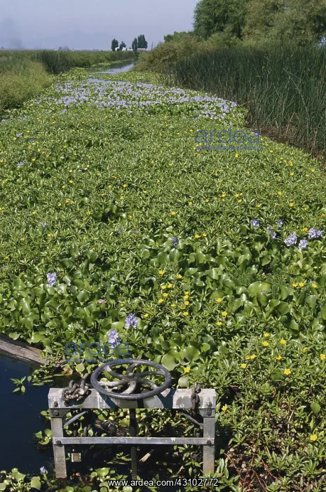 : Invasive Water Hyacinths : Invasive Water Hyacinths