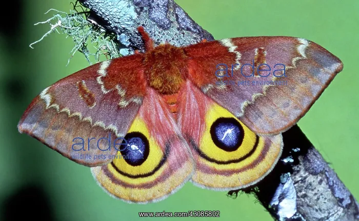 : Io Moth (Automeris io) adult female : Io Moth (Automeris io) adult female