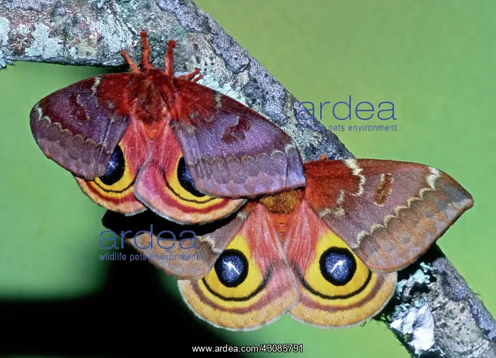 : Io Moth (Automeris io) adult females : Io Moth (Automeris io) adult females