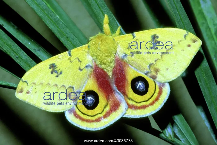 : Io Moth (Automeris io) adult male : Io Moth (Automeris io) adult male