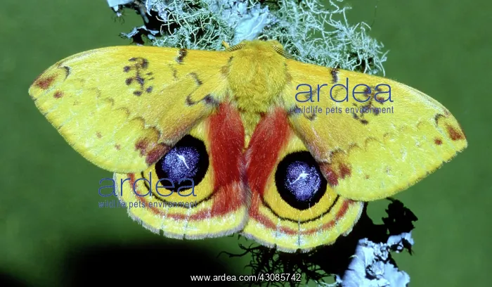 : Io Moth (Automeris io) adult male : Io Moth (Automeris io) adult male