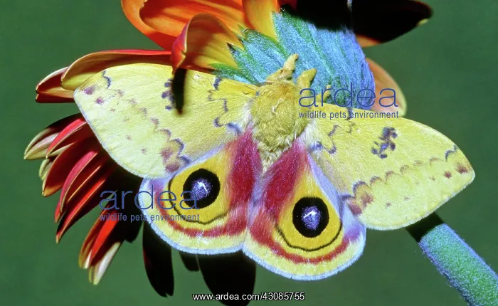 : Io Moth (Automeris io) adult male : Io Moth (Automeris io) adult male