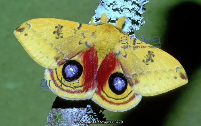 : Io Moth (Automeris io) adult male : Io Moth (Automeris io) adult male