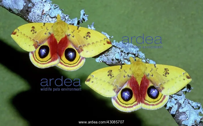 : Io Moth (Automeris io) adult males : Io Moth (Automeris io) adult males