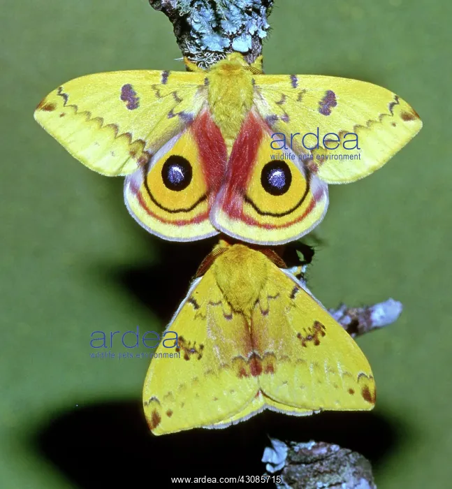 : Io Moth (Automeris io) adult males : Io Moth (Automeris io) adult males
