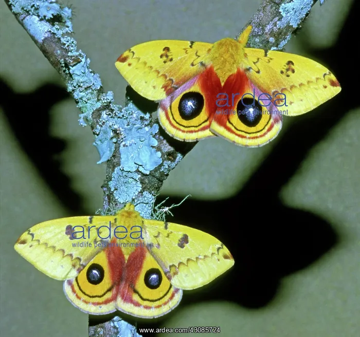 : Io Moth (Automeris io) adult males : Io Moth (Automeris io) adult males