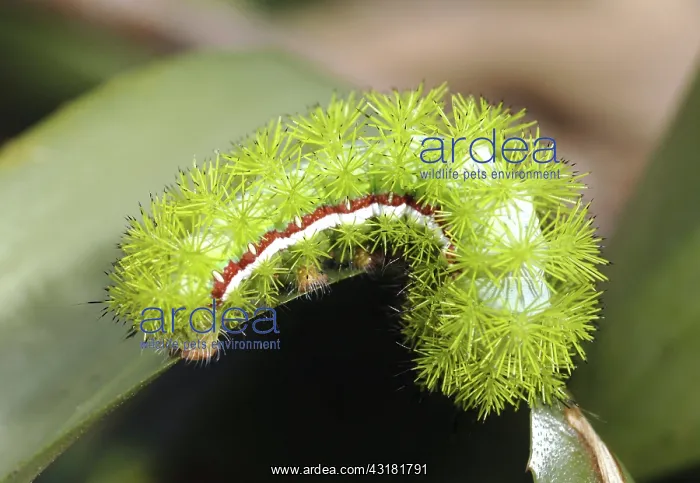 : Io Moth Caterpillar : Io Moth Caterpillar