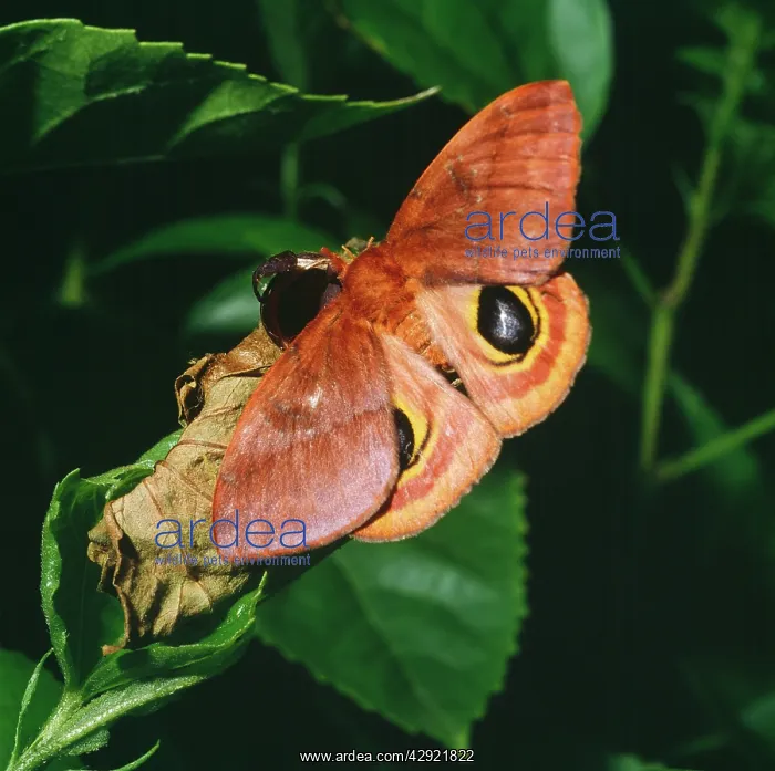 : Io Moth - female, newly emerged : Io Moth - female, newly emerged