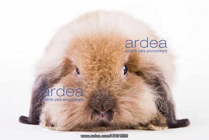 : Ionhead rabbit : Ionhead rabbit