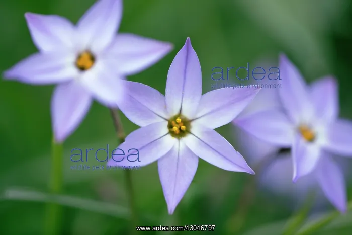 : Ipheion, Ipheion uniflorum : Ipheion, Ipheion uniflorum