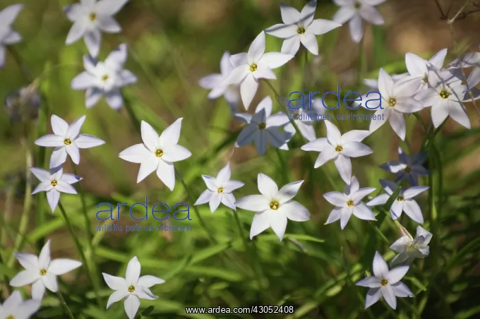 : Ipheion, Ipheion uniflorum : Ipheion, Ipheion uniflorum