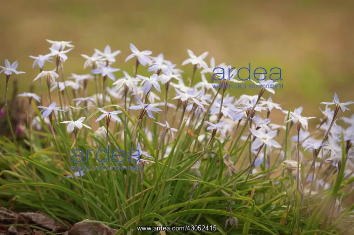 : Ipheion, Ipheion uniflorum : Ipheion, Ipheion uniflorum