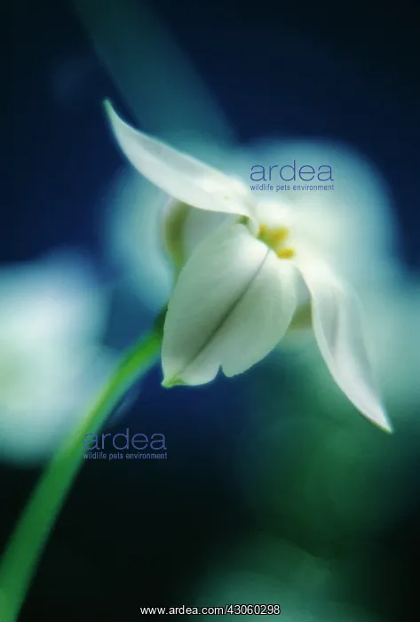  : Ipheion, Ipheion uniflorum