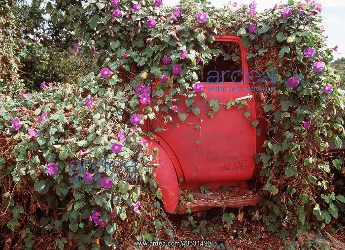 : IPOMOEA Morning Glory - growing over red car : IPOMOEA Morning Glory - growing over red car