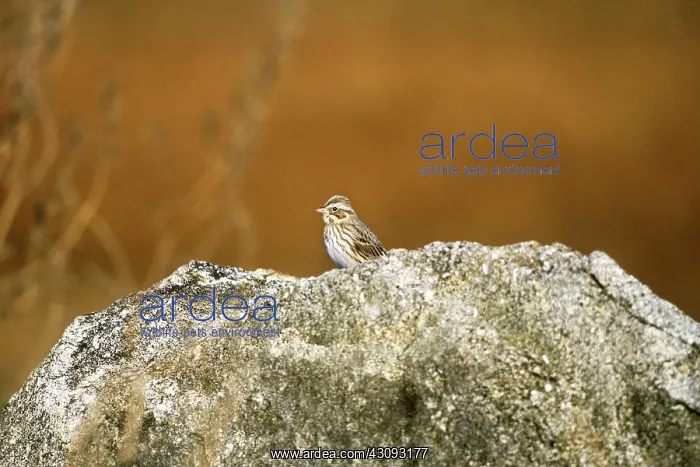 : Ipswich Sparrow : Ipswich Sparrow