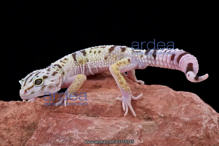  : Iranian fat tailed gecko (Eublepharis angramainyu)