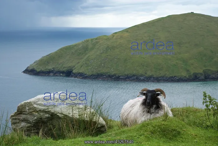  : Ireland, Achill Island. Sheep rest atop
