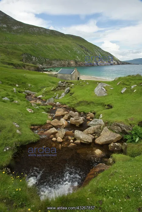 : Ireland, Achill Island. A stream runs down : Ireland, Achill Island. A stream runs down