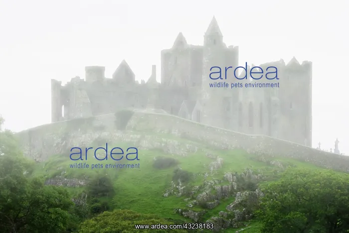 : Ireland, Cashel. Mist covers Rock of Cashel : Ireland, Cashel. Mist covers Rock of Cashel