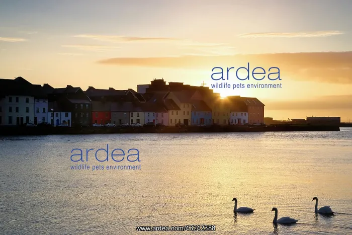 : Ireland, Claddagh. Sunrise on town and swans : Ireland, Claddagh. Sunrise on town and swans