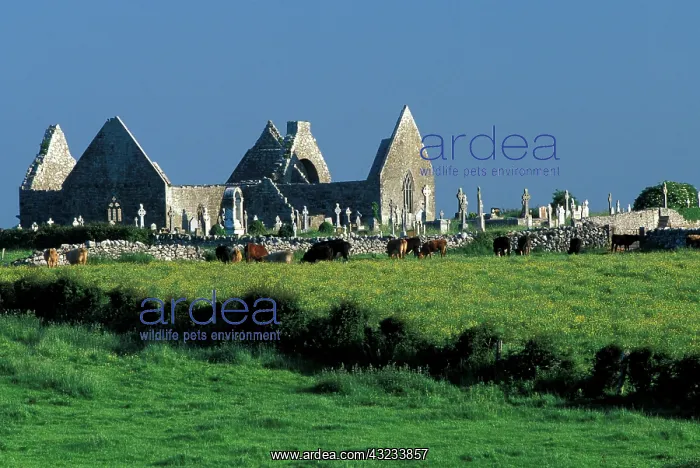 : Ireland, County Clare. Kilmacduagh Church : Ireland, County Clare. Kilmacduagh Church