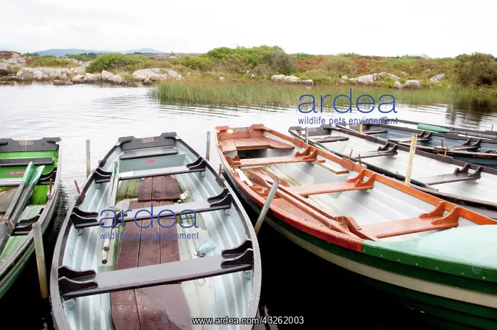 : Ireland, County Donegal. Row boats for hire : Ireland, County Donegal. Row boats for hire