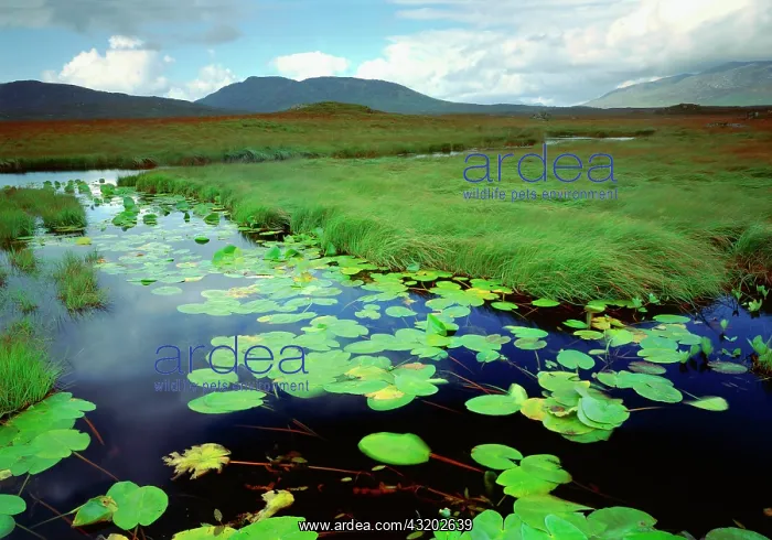 : Ireland County of Galway Ahalia River near Maam : Ireland County of Galway Ahalia River near Maam