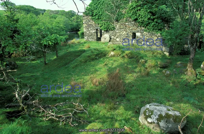 : Ireland, County Mayo. Abandoned Mill : Ireland, County Mayo. Abandoned Mill